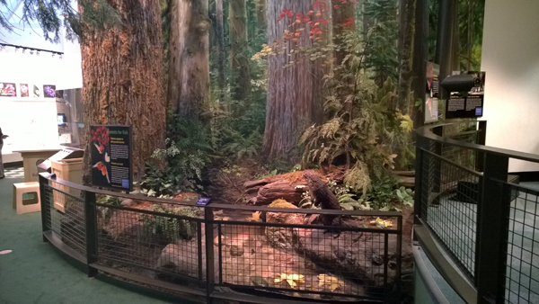 The forest diorama at the Burke Museum in Seattle