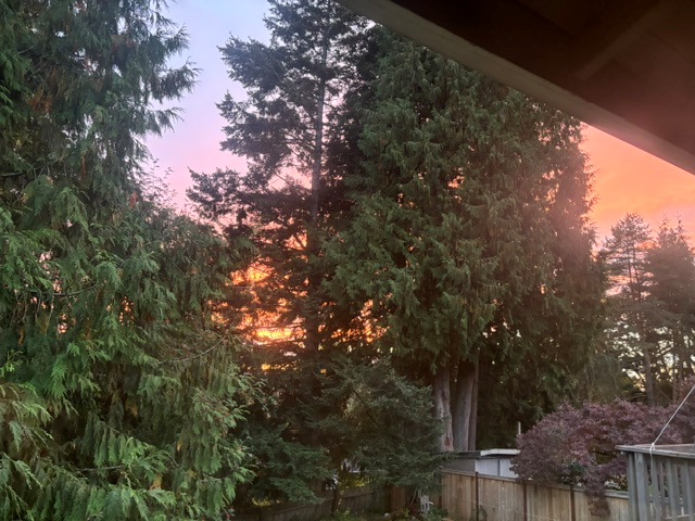Trees and sunset from my deck